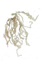 http://www.francesleeceramics.com/files/gimgs/th-42_scarborough seaweed 1-web.jpg